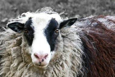 Danimarka 'da kışın bir tarlada koyun