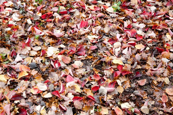 Danimarka 'da renkli sonbahar yaprakları kapanıyor