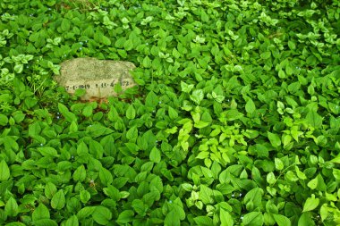 Danimarka 'daki Mezarlığın Ayrıntıları