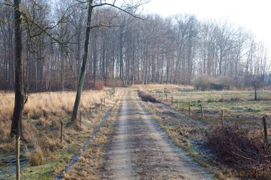 Danimarka kışında Folehaven Ormanı 