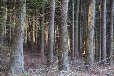 Danimarka kışında Folehaven Ormanı 