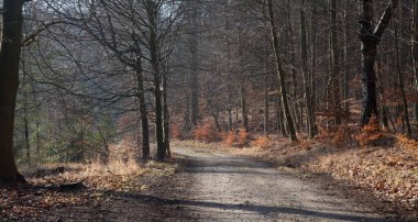 Danimarka kışında Folehaven Ormanı 