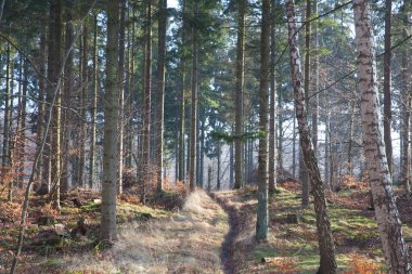 Danimarka kışında Folehaven Ormanı 