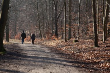 Kışın Danimarka 'da Folehaven Ormanı