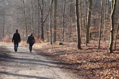 Kışın Danimarka 'da Folehaven Ormanı