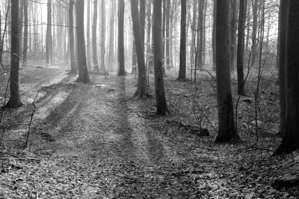 Folehaven forest in Denmark winter 