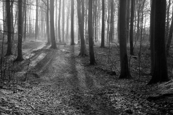 Folehaven forest in Denmark winter 