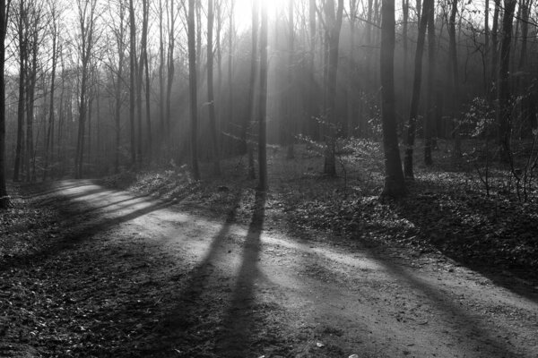 Folehaven forest in Denmark winter 