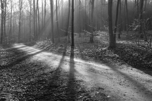 Folehaven forest in Denmark winter 