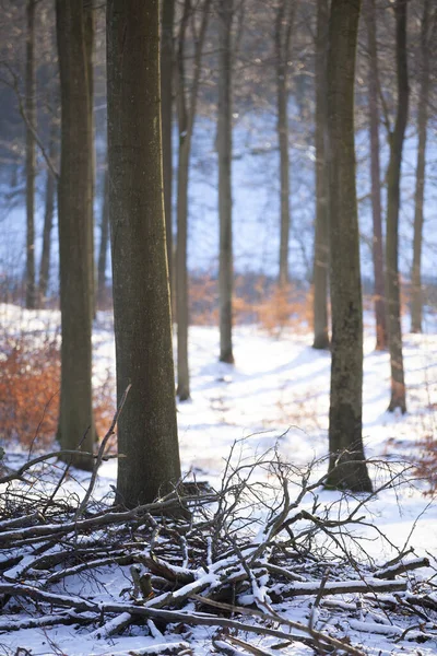 Floresta Rudeskov Dinamarca Inverno 2013 — Fotografia de Stock