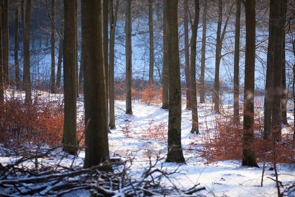 2013年冬季丹麦Rudeskov森林 — 图库照片
