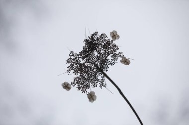 Botanik bahçesi, güzel bir park ya da egzotik bir orman gibi görünen eşsiz bir ağaç ve çalılık koleksiyonudur. Eğitim ve araştırma amaçlı kullanılır.