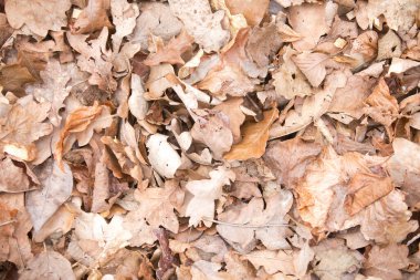 Botanik bahçesi, güzel bir park ya da egzotik bir orman gibi görünen eşsiz bir ağaç ve çalılık koleksiyonudur. Eğitim ve araştırma amaçlı kullanılır.
