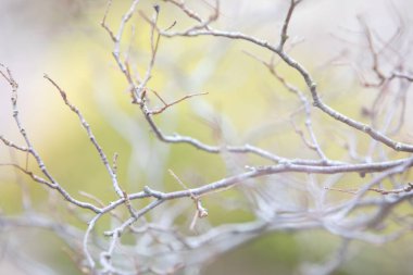 Botanik bahçesi, güzel bir park ya da egzotik bir orman gibi görünen eşsiz bir ağaç ve çalılık koleksiyonudur. Eğitim ve araştırma amaçlı kullanılır.