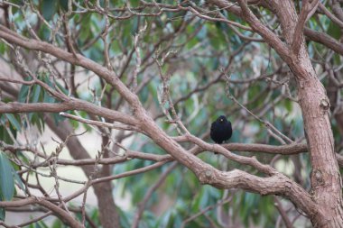 Botanik bahçesi, güzel bir park ya da egzotik bir orman gibi görünen eşsiz bir ağaç ve çalılık koleksiyonudur. Eğitim ve araştırma amaçlı kullanılır.