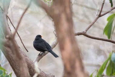 Botanik bahçesi, güzel bir park ya da egzotik bir orman gibi görünen eşsiz bir ağaç ve çalılık koleksiyonudur. Eğitim ve araştırma amaçlı kullanılır.