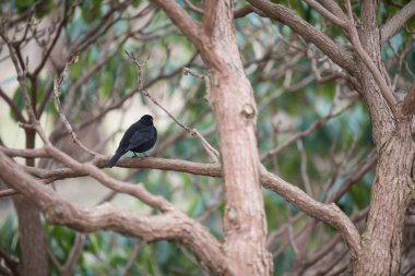 Botanik bahçesi, güzel bir park ya da egzotik bir orman gibi görünen eşsiz bir ağaç ve çalılık koleksiyonudur. Eğitim ve araştırma amaçlı kullanılır.