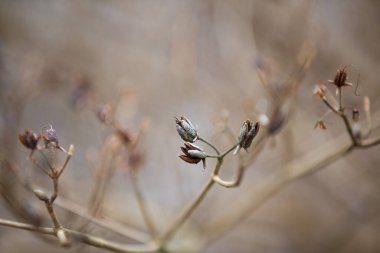 Botanik bahçesi, güzel bir park ya da egzotik bir orman gibi görünen eşsiz bir ağaç ve çalılık koleksiyonudur. Eğitim ve araştırma amaçlı kullanılır.