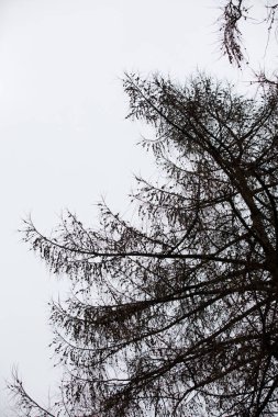 Botanik bahçesi, güzel bir park ya da egzotik bir orman gibi görünen eşsiz bir ağaç ve çalılık koleksiyonudur. Eğitim ve araştırma amaçlı kullanılır.