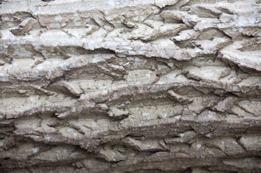 Botanik bahçesi, güzel bir park ya da egzotik bir orman gibi görünen eşsiz bir ağaç ve çalılık koleksiyonudur. Eğitim ve araştırma amaçlı kullanılır.