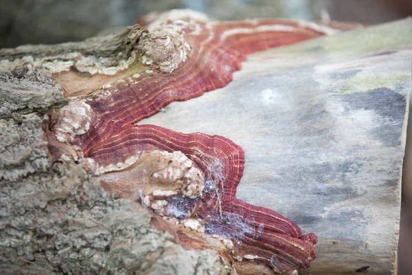 Arboreto Uma Coleção Única Árvores Arbustos Que Aparece Como Belo — Fotografia de Stock