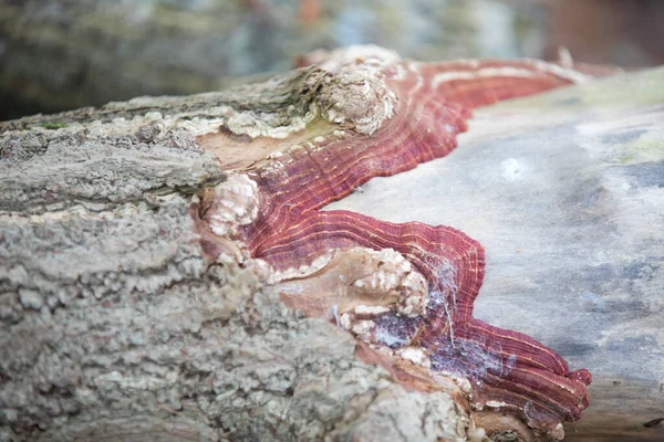 Botanik Bahçesi Güzel Bir Park Egzotik Bir Orman Gibi Görünen — Stok fotoğraf