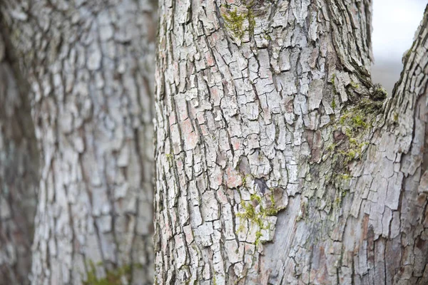 Arboreto Una Collezione Unica Alberi Cespugli Che Appare Come Bellissimo — Foto Stock