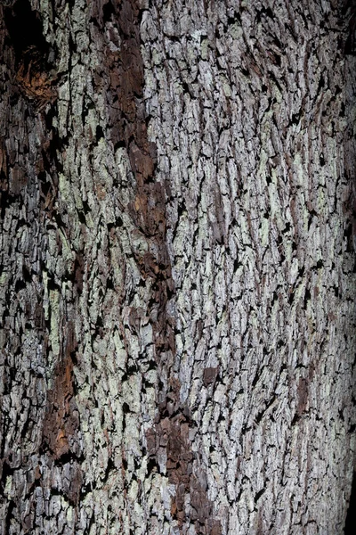 Das Arboretum Ist Eine Einzigartige Sammlung Von Bäumen Und Sträuchern — Stockfoto