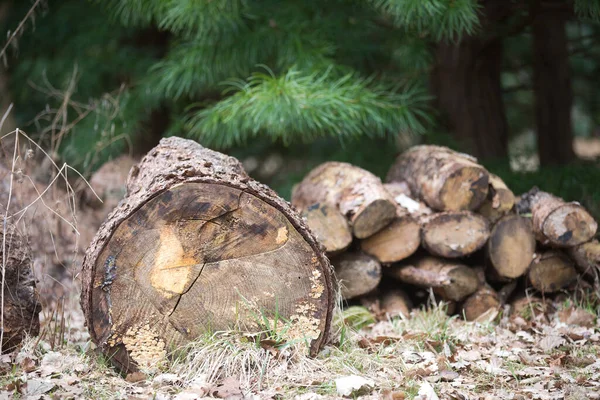 Arboreto Uma Coleção Única Árvores Arbustos Que Aparece Como Belo — Fotografia de Stock