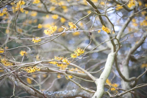 Arboretumet Unik Samling Träd Och Buskar Som Visas Som Vacker — Stockfoto