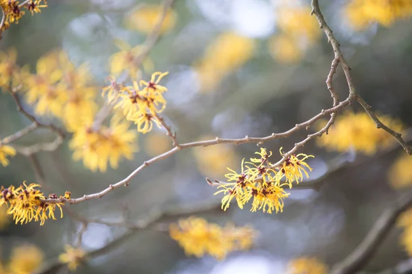 Arboreto Una Collezione Unica Alberi Cespugli Che Appare Come Bellissimo — Foto Stock