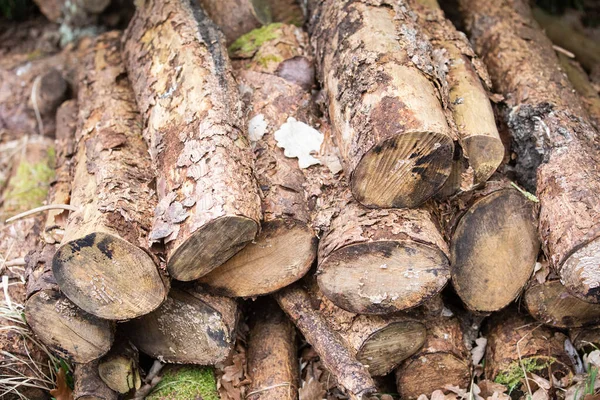 Arboreto Uma Coleção Única Árvores Arbustos Que Aparece Como Belo — Fotografia de Stock