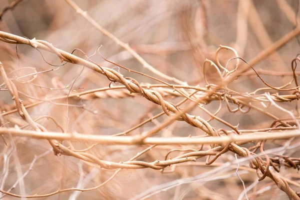 Arboretum Unikátní Sbírka Stromů Keřů Které Objevují Jako Krásný Park — Stock fotografie