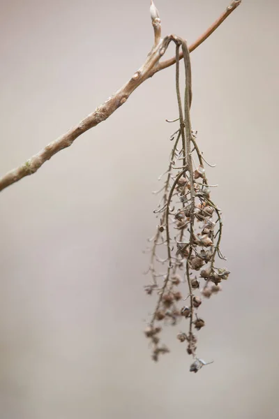 Das Arboretum Ist Eine Einzigartige Sammlung Von Bäumen Und Sträuchern — Stockfoto