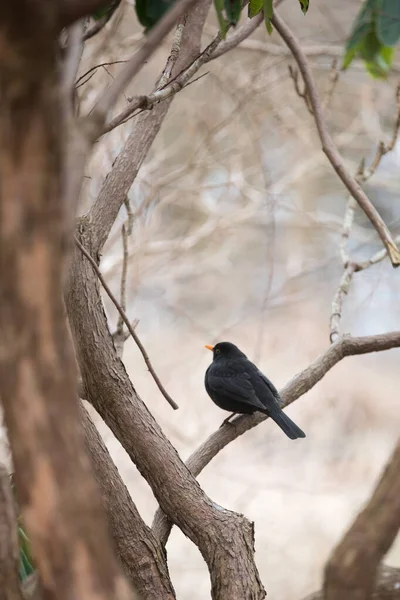 Arboretumet Unik Samling Träd Och Buskar Som Visas Som Vacker — Stockfoto