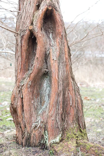Het Arboretum Een Unieke Verzameling Bomen Struiken Die Zich Voordoet — Stockfoto