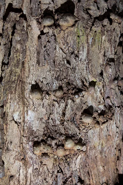 Arborétum Fák Bokrok Egyedülálló Gyűjteménye Amely Gyönyörű Parkként Vagy Egzotikus — Stock Fotó