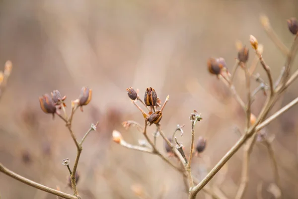 Das Arboretum Ist Eine Einzigartige Sammlung Von Bäumen Und Sträuchern — Stockfoto