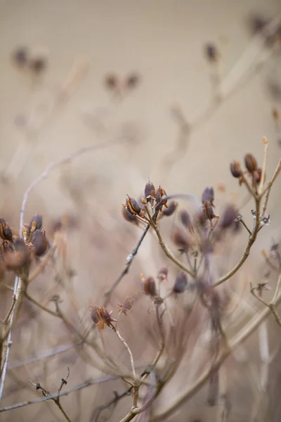 Arboretumet Unik Samling Träd Och Buskar Som Visas Som Vacker — Stockfoto