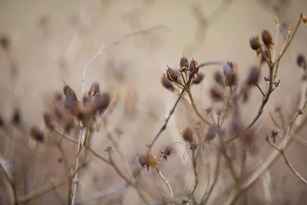 Das Arboretum Ist Eine Einzigartige Sammlung Von Bäumen Und Sträuchern — Stockfoto