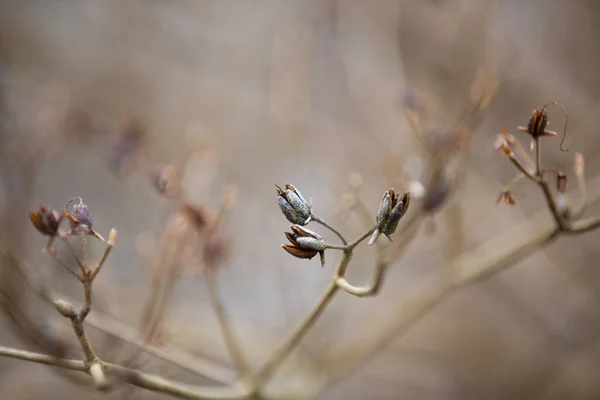 Das Arboretum Ist Eine Einzigartige Sammlung Von Bäumen Und Sträuchern — Stockfoto