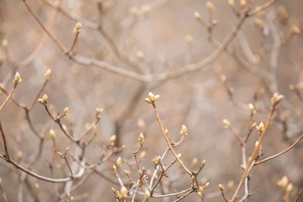 Het Arboretum Een Unieke Verzameling Bomen Struiken Die Zich Voordoet — Stockfoto