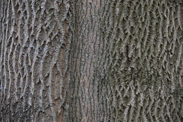 Arboretum Unikalna Kolekcja Drzew Krzewów Która Pojawia Się Jako Piękny — Zdjęcie stockowe