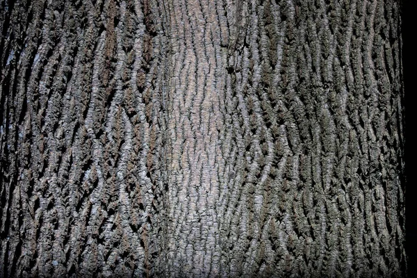 Arboreto Uma Coleção Única Árvores Arbustos Que Aparece Como Belo — Fotografia de Stock