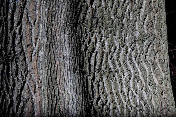 Arboretum Unikátní Sbírka Stromů Keřů Které Objevují Jako Krásný Park — Stock fotografie