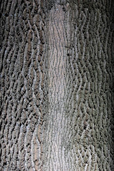 Arboreto Uma Coleção Única Árvores Arbustos Que Aparece Como Belo — Fotografia de Stock