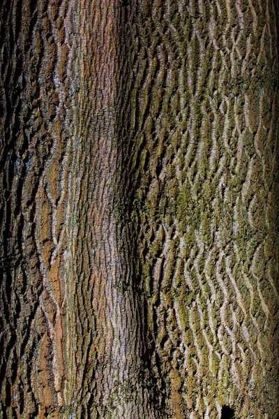 Das Arboretum Ist Eine Einzigartige Sammlung Von Bäumen Und Sträuchern — Stockfoto