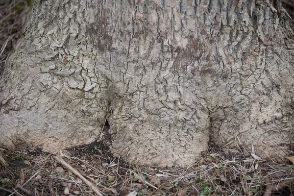 Botanik Bahçesi Güzel Bir Park Egzotik Bir Orman Gibi Görünen — Stok fotoğraf