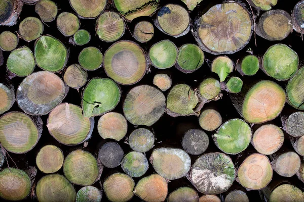 Het Arboretum Een Unieke Verzameling Bomen Struiken Die Zich Voordoet — Stockfoto