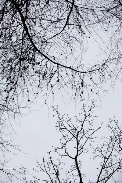 Het Arboretum Een Unieke Verzameling Bomen Struiken Die Zich Voordoet — Stockfoto